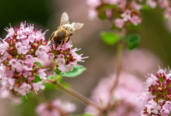 Egzotik Çiçekteki Bir Böceğin Seçici Odak Noktası — Stok fotoğraf