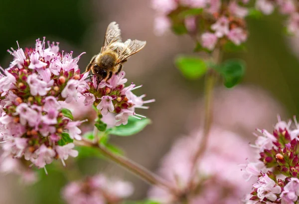 Tiro Foco Seletivo Inseto Flor Exótica — Fotografia de Stock