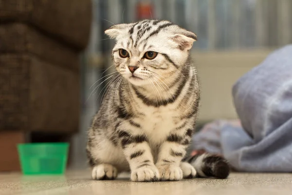 Sebuah Fokus Selektif Closeup Kucing Duduk Lantai — Stok Foto