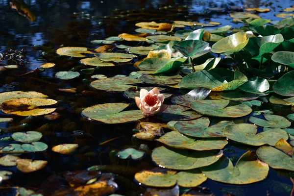 美しい睡蓮と葉のクローズアップショット — ストック写真