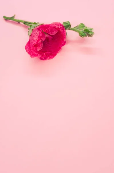 Plano Vertical Una Hermosa Flor Clavel Rosa Sobre Pequeño Tallo — Foto de Stock