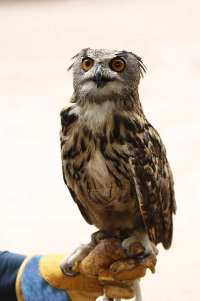 Plan Vertical Hibou Européen Assis Sur Main Une Personne Regardant — Photo