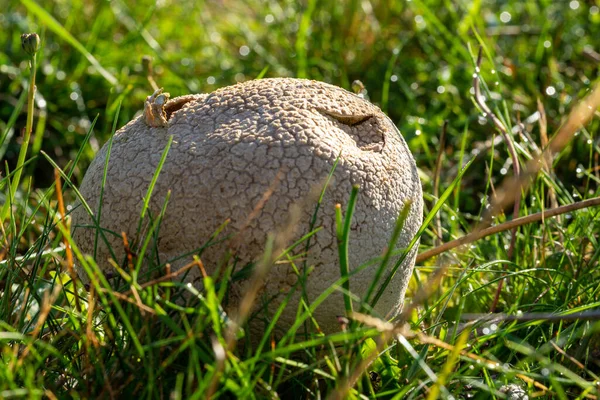 Egy Közeli Felvétel Egy Közönséges Földgolyó Gombáról Egy Friss Pázsiton — Stock Fotó