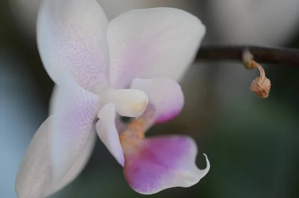Uma Orquídea Traça Branca Seu Caule — Fotografia de Stock