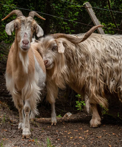 Vertical Closeup Shot Two Light Brown Goats — Stock Photo, Image