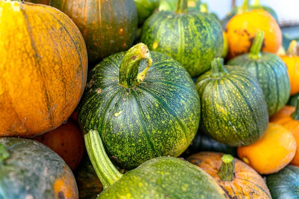 Gros Plan Tas Citrouilles Fraîchement Récoltées — Photo