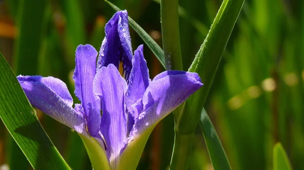 Asombroso Primer Plano Una Flor Iris Soleada Floreciente Con Rocío —  Fotos de Stock