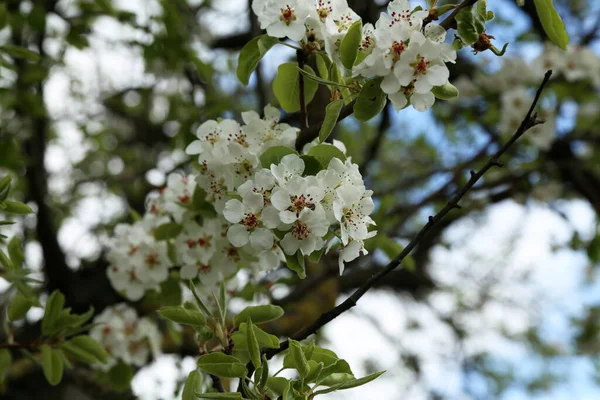 Gros Plan Belles Fleurs Cerisier Blanc Sur Les Arbres Sakura — Photo