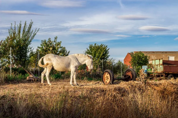 農場での美しい白い馬の放牧 — ストック写真