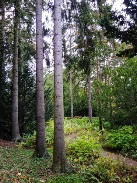 Piękny Widok Wysokie Drzewa Parku Oliwskim Gdańsk Polska — Zdjęcie stockowe