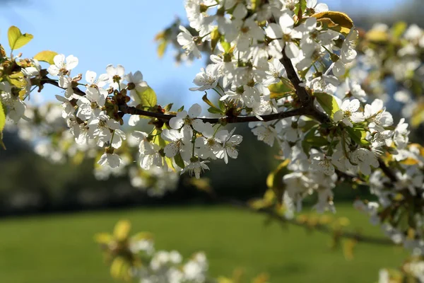 春の日に桜の木の上の美しい白い桜の閉鎖 — ストック写真