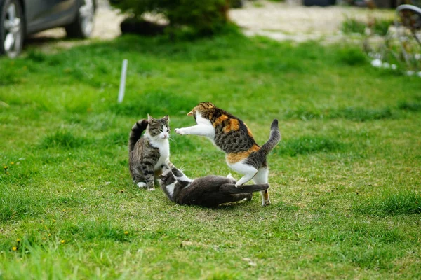Чарівні Коти Грають Разом Зеленому Трав Янистому Полі Заході Сонця — стокове фото