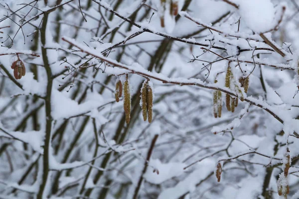 Primer Plano Ramas Secas Árboles Cubiertas Nieve — Foto de Stock