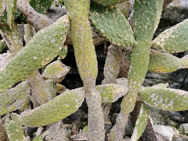 Een Close Shot Van Stekelige Peer Cactus Groeiend Tuin — Stockfoto