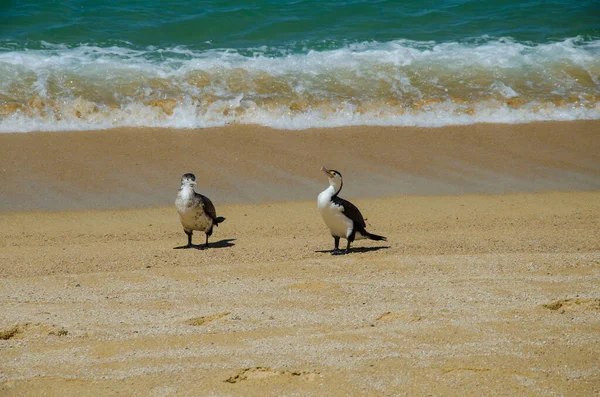 Two Bird Sandy Beach New Zealand — Stock Photo, Image