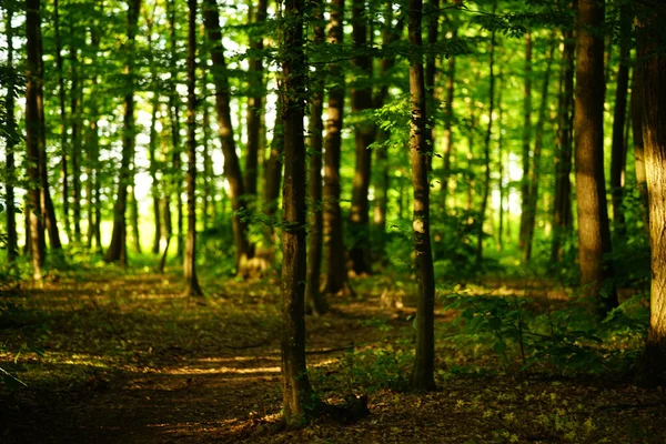 Vackra Höga Träden Skogen — Stockfoto