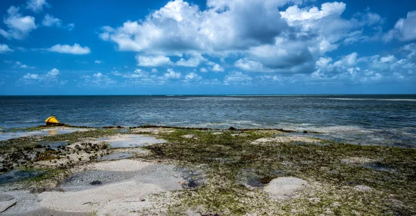 Beach Grass Growing Blue Cloudy Sky Cairns Cape Tribulation Australia — Stock Photo, Image