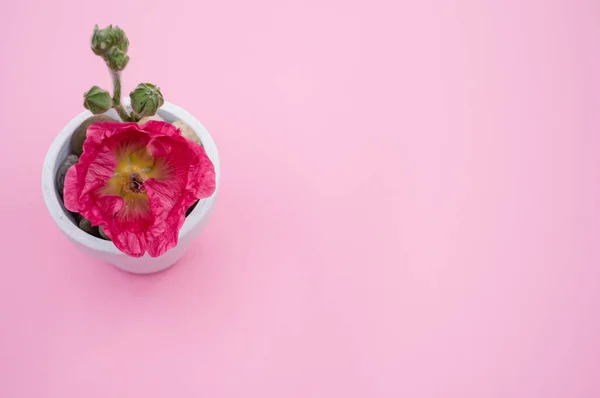 Widok Góry Różowy Kwiat Goździka Małym Doniczce Umieszczony Różowej Powierzchni — Zdjęcie stockowe