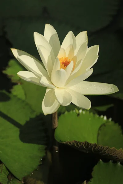 Closeup Vertical Shot White Blooming Water Lily Flower Sunlit Pods — Stock Photo, Image