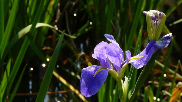 Selective Focus Shot Beautiful Purple Irises — Stock Photo, Image