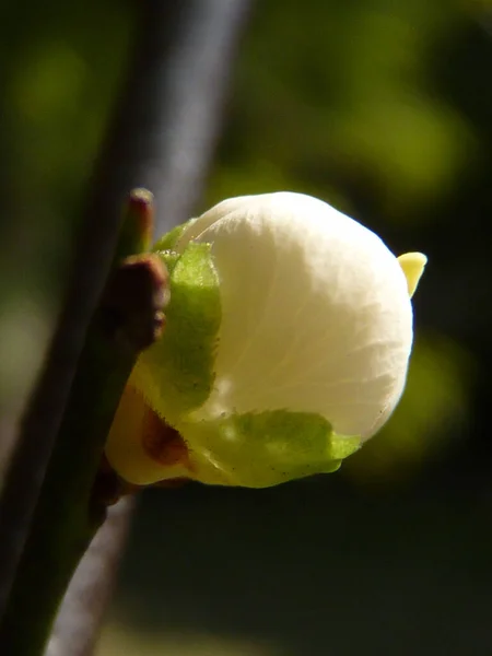 Selektiv Fokusbild Blommande Prunus Mume — Stockfoto