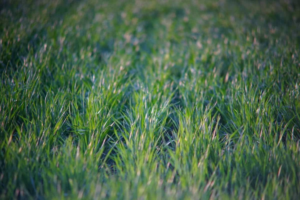 Ein Schönes Grünes Landwirtschaftliches Feld Tag — Stockfoto