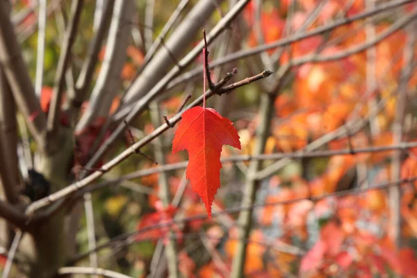 Selektywne Ogniskowe Ujęcie Liścia Klonu Drzewie Jesienny Dzień — Zdjęcie stockowe