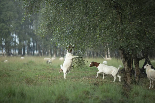 Navegação Forrageamento Cabras Pastagens Paisagem Charneca Pradaria Com Bétulas Floresta — Fotografia de Stock