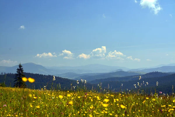 Eine Schöne Aufnahme Einer Von Bäumen Bedeckten Berglandschaft Calimani Rumänien — Stockfoto