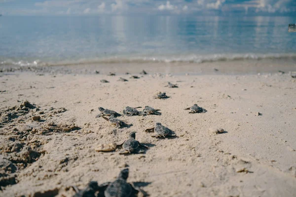 Gros Plan Petites Tortues Mer Sur Plage — Photo