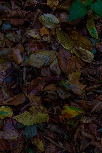 Een Verticaal Close Shot Van Natte Herfstbladeren Grond Gevallen — Stockfoto