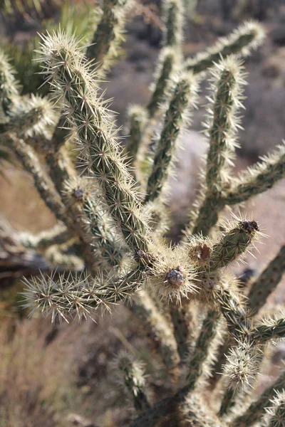 Μια Κάθετη Βολή Του Buckhorn Cholla Cylindropuntia Acanthocarpa Μια Έρημο — Φωτογραφία Αρχείου