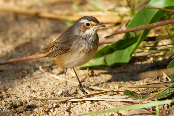 Een Close Van Kleine Blauwrotsvogel Die Grond Staat — Stockfoto