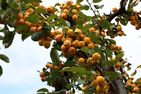 Gros Plan Pommes Jaunes Sauvages Accrochées Des Branches Arbres — Photo