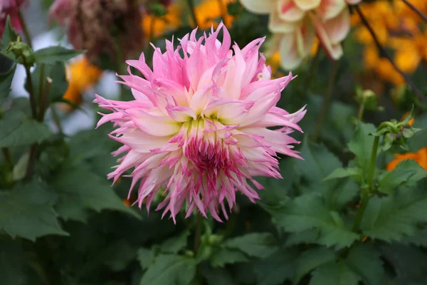 Bahçedeki Çiçek Açan Dahlia Çiçeğinin Seçici Bir Odak Noktası — Stok fotoğraf