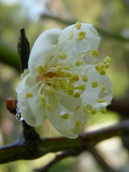 Closeup Vertical Shot Single Beautiful Prunus Mume Flower White Wet — Stock Photo, Image