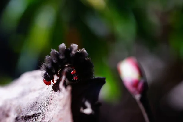 Zwart Rood Hoofd Rups Een Dood Blad Het Voorjaar — Stockfoto