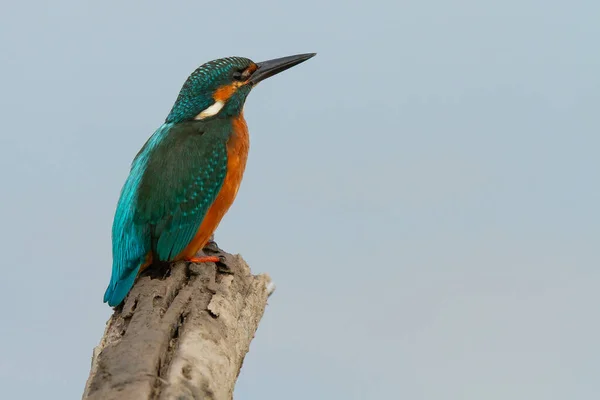 A colorful Common Kingfisher bird perching on a trunk of a tree