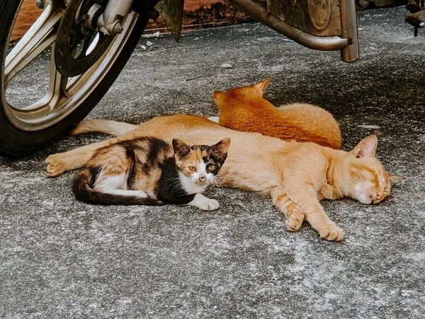 Egy Közeli Kép Aranyos Három Macska Pihen Alszik Szabadban — Stock Fotó