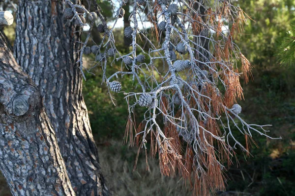 Selective Shot Old Cones Dry Needles Mediterranean Pine Tree — Stock Photo, Image