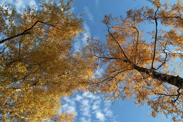 Tiro Ângulo Baixo Árvores Outono — Fotografia de Stock