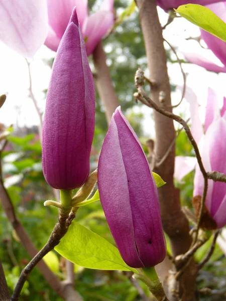 Une Mise Point Sélective Belle Fleur Magnolia Lis — Photo