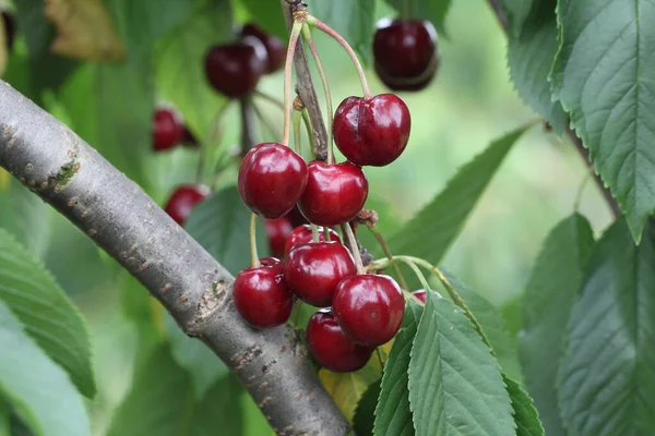 Tiro Seletivo Foco Cerejas Florescendo Cherrytree — Fotografia de Stock