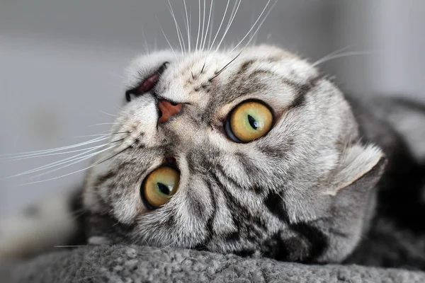 Μια Επιλεκτική Εστίαση Της Μια Όμορφη Αμερικανική Shorthair Housecat Που — Φωτογραφία Αρχείου