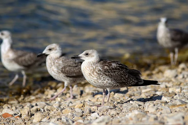 Une Mouette Grise Dresse Sur Rivage Rocheux — Photo