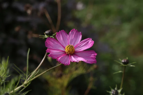 Egy Virágzó Kozmosz Virág Szelektív Fókuszképe — Stock Fotó