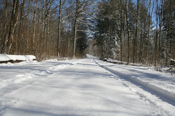 冬の森の中のトレイルのリラックスした風景 — ストック写真