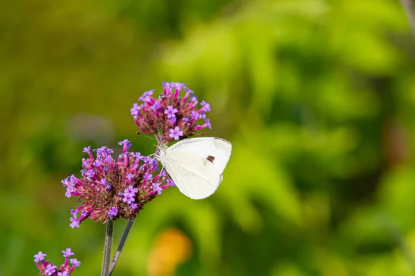 Gros Plan Papillon Chou Assis Nourrissant Une Verveine Fleurs Verbena — Photo