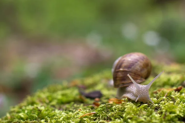 蜗牛爬在苔藓上的选择性聚焦镜头 — 图库照片