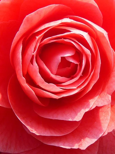 Plano Vertical Una Hermosa Rosa Rosa —  Fotos de Stock